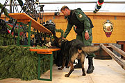 Spürhund Chicco sucht um 1/2 8 zunächste inmal das ganze Zelt ab (Foto: MartiN Schmitz)